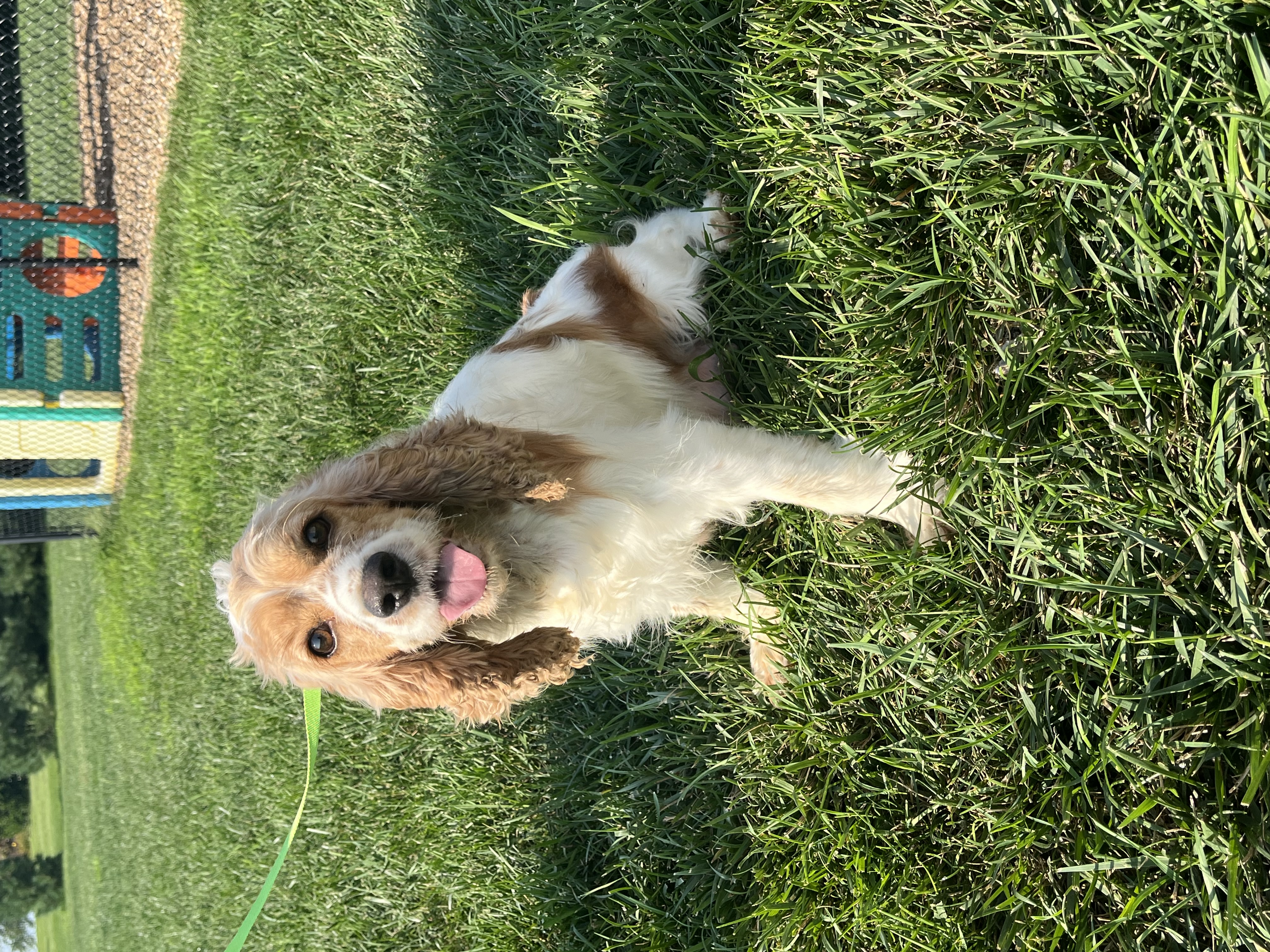 Dixie